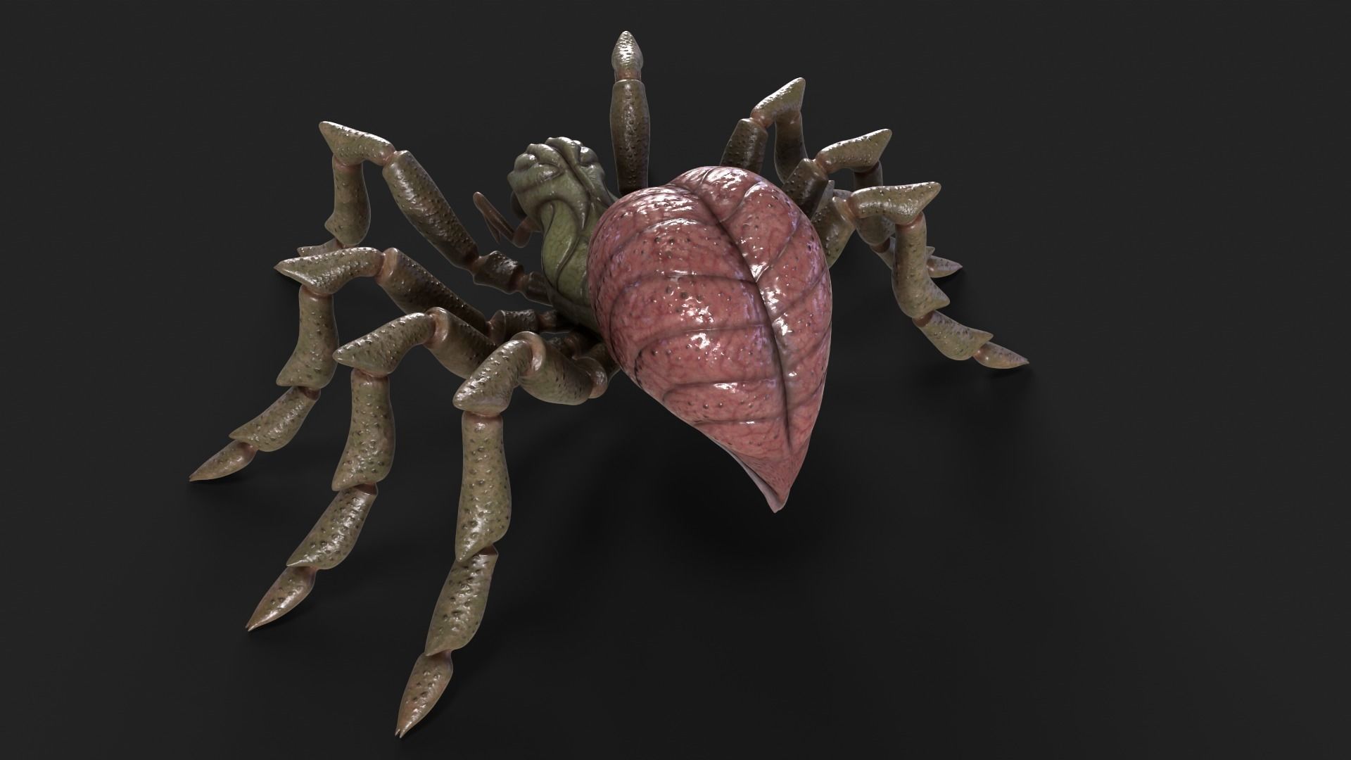 Spider Rigged and Animated Low-poly 3D model_12