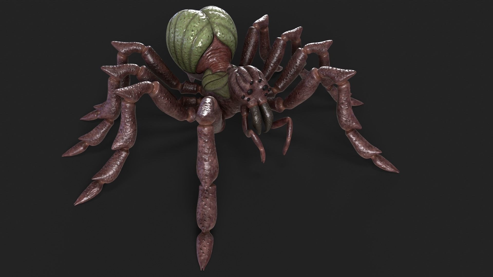 Spider Rigged and Animated Low-poly 3D model_14