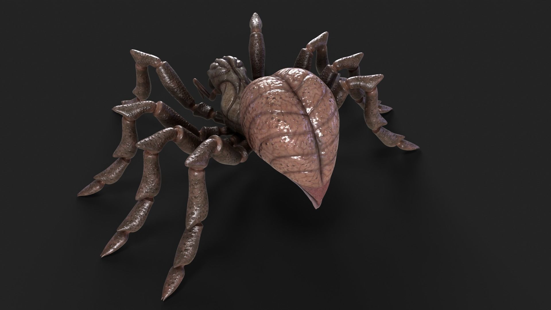 Spider Rigged and Animated Low-poly 3D model_8