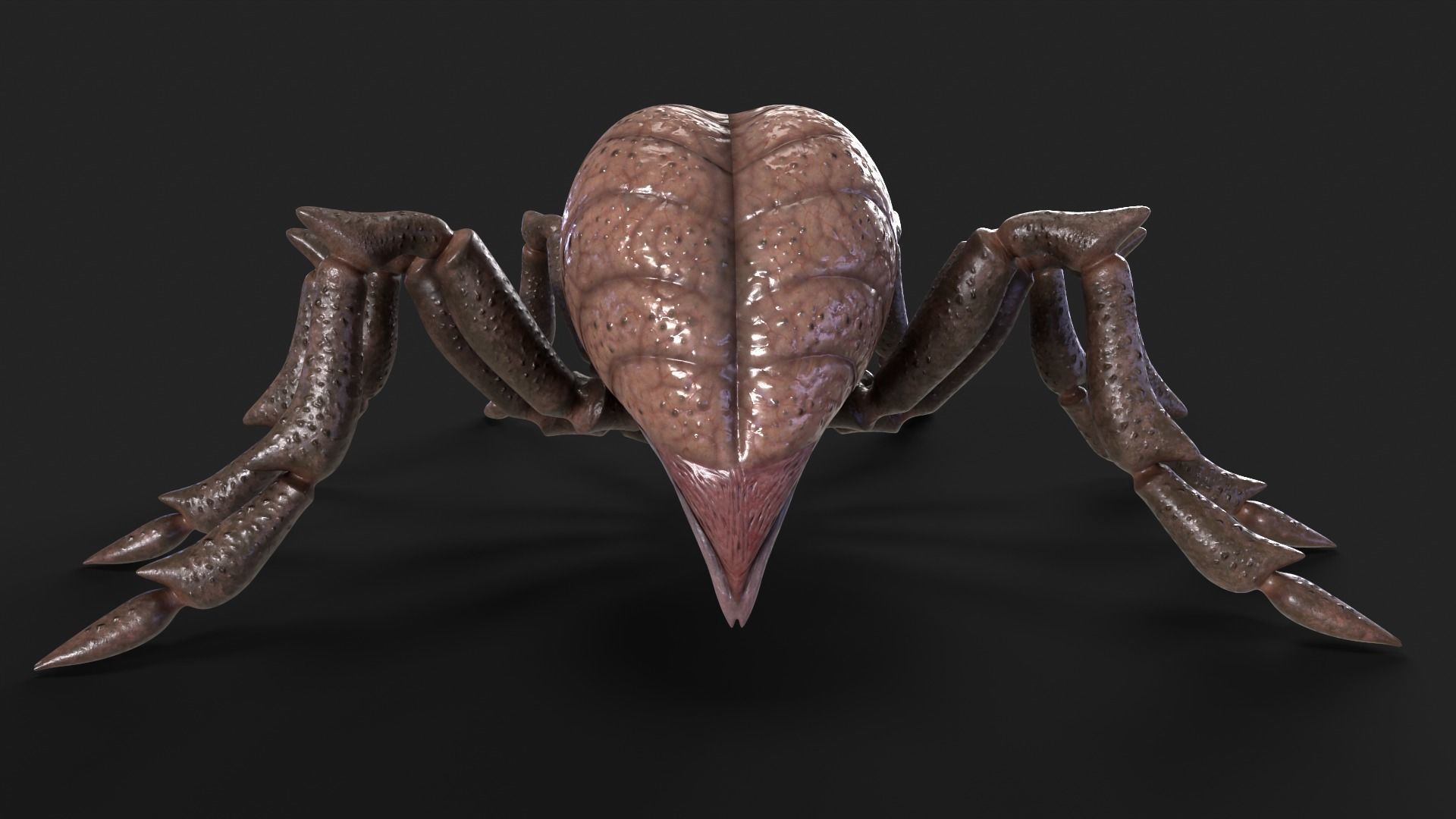 Spider Rigged and Animated Low-poly 3D model_7
