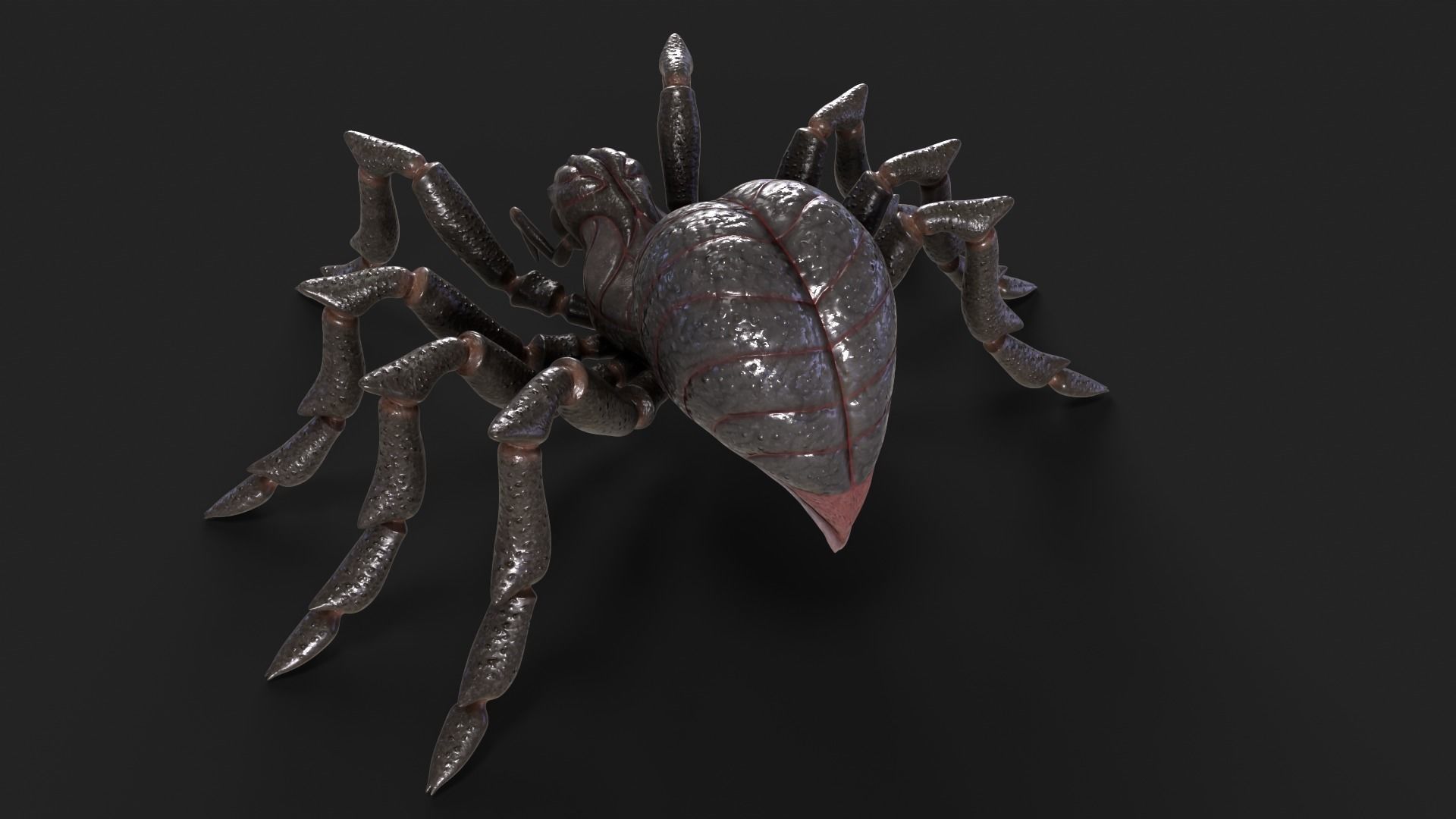 Spider Rigged and Animated Low-poly 3D model_20