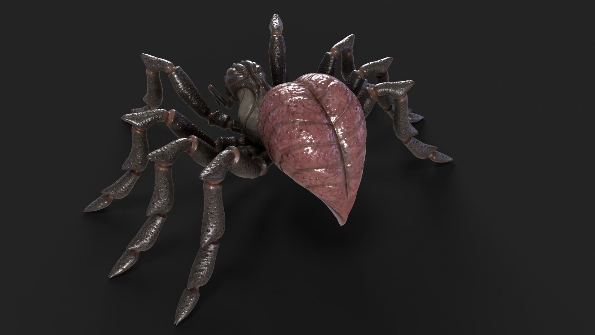 Spider Rigged and Animated Low-poly 3D model_17