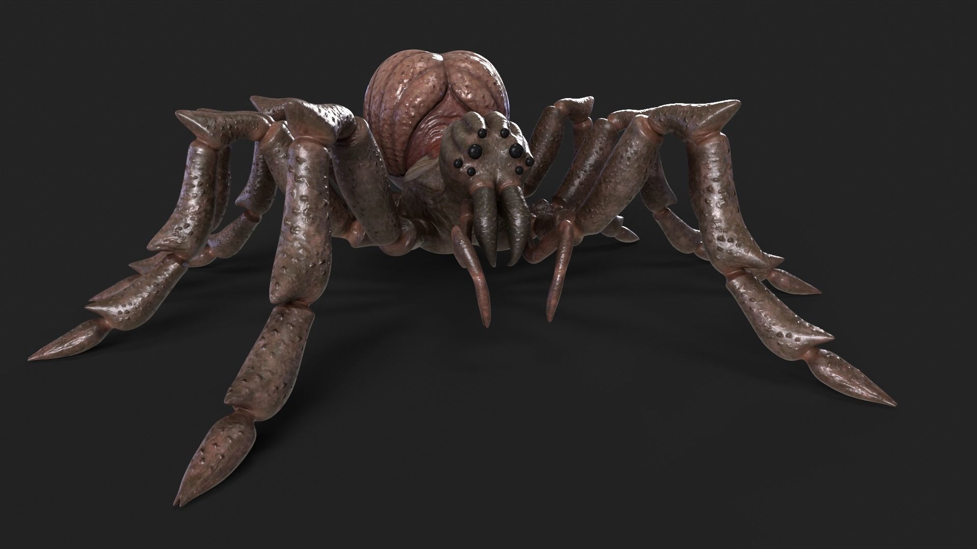 Spider Rigged and Animated Low-poly 3D model_3
