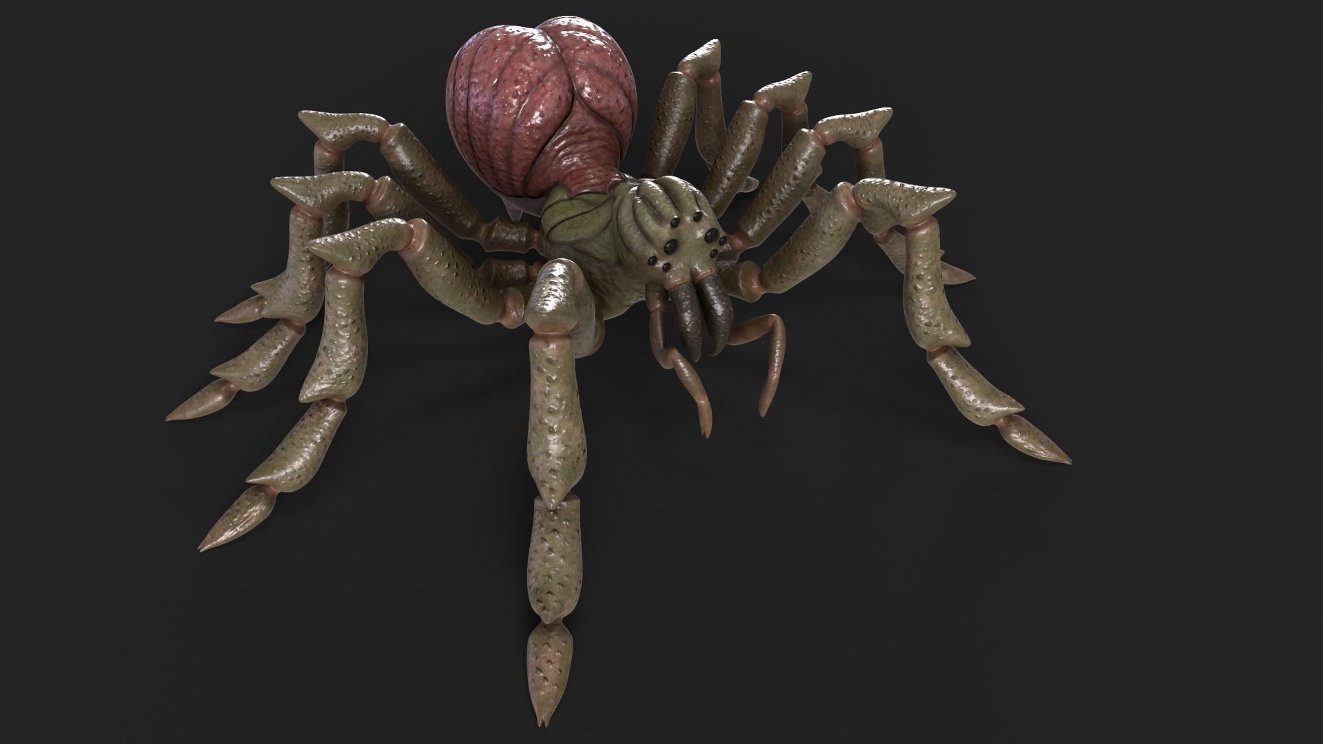 Spider Rigged and Animated Low-poly 3D model_13