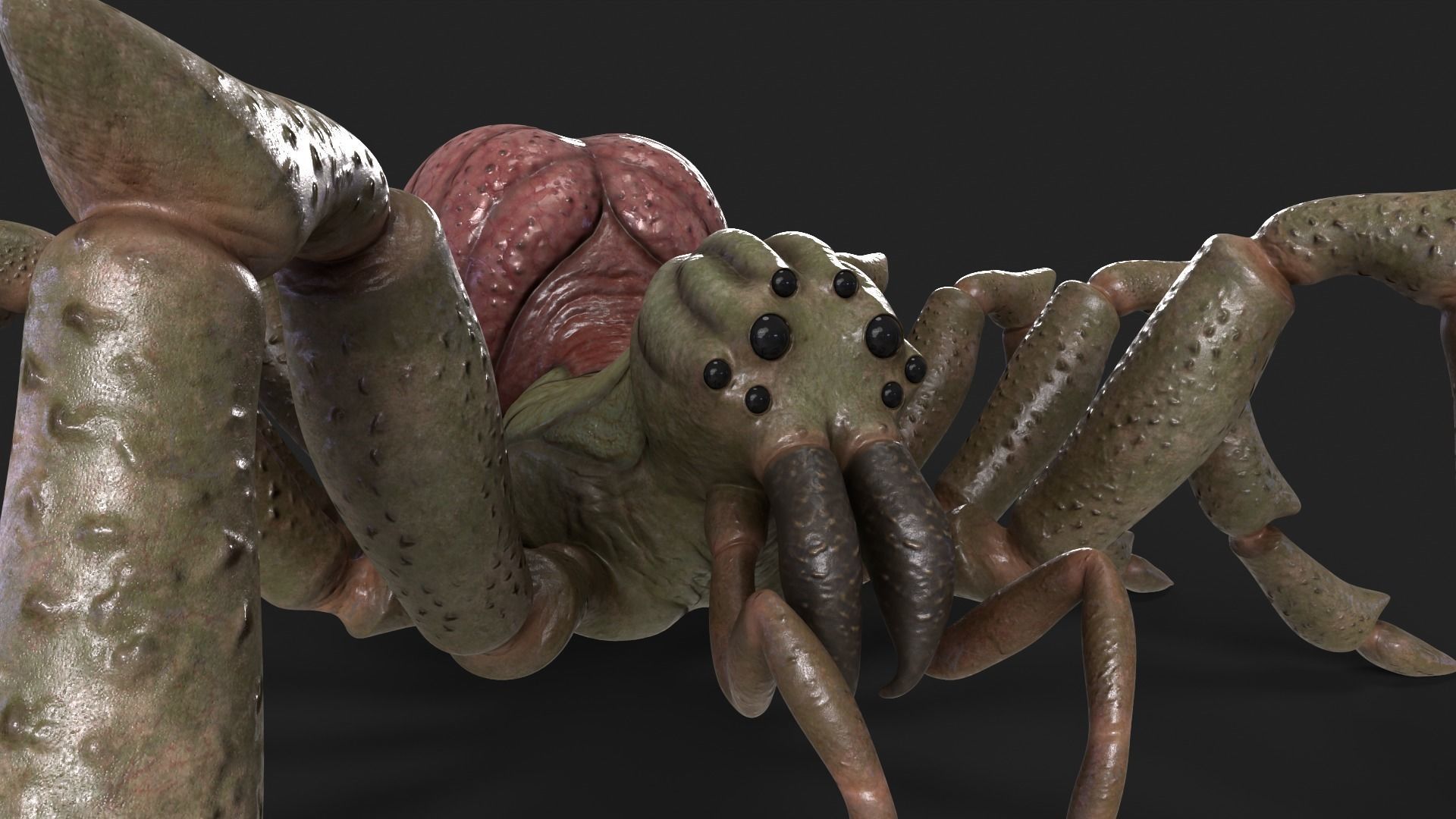 Spider Rigged and Animated Low-poly 3D model_10