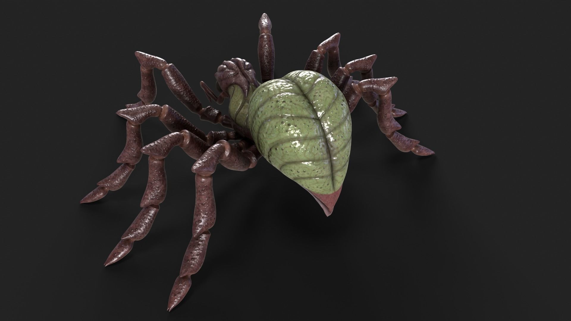 Spider Rigged and Animated Low-poly 3D model_15