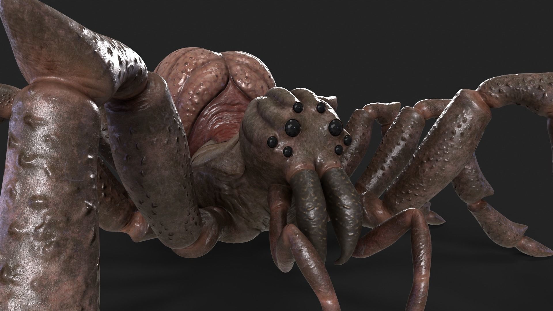Spider Rigged and Animated Low-poly 3D model_4