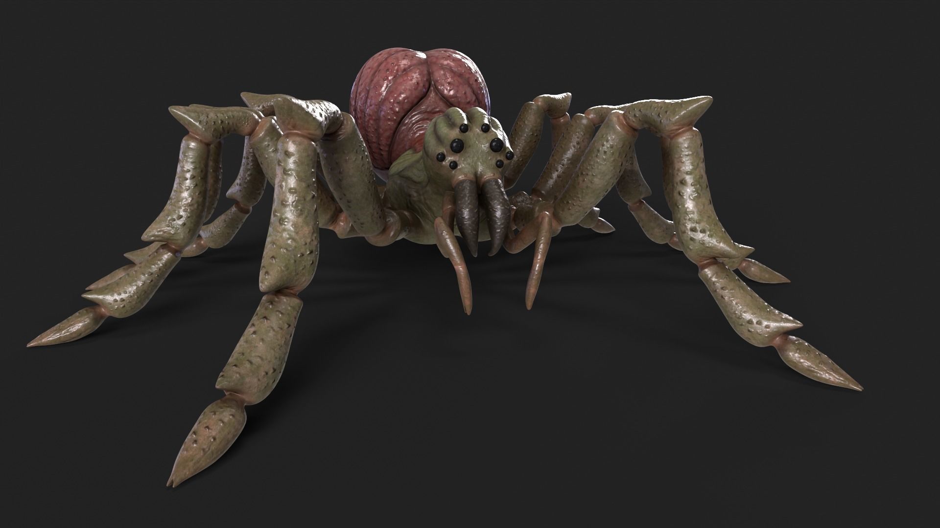 Spider Rigged and Animated Low-poly 3D model_11