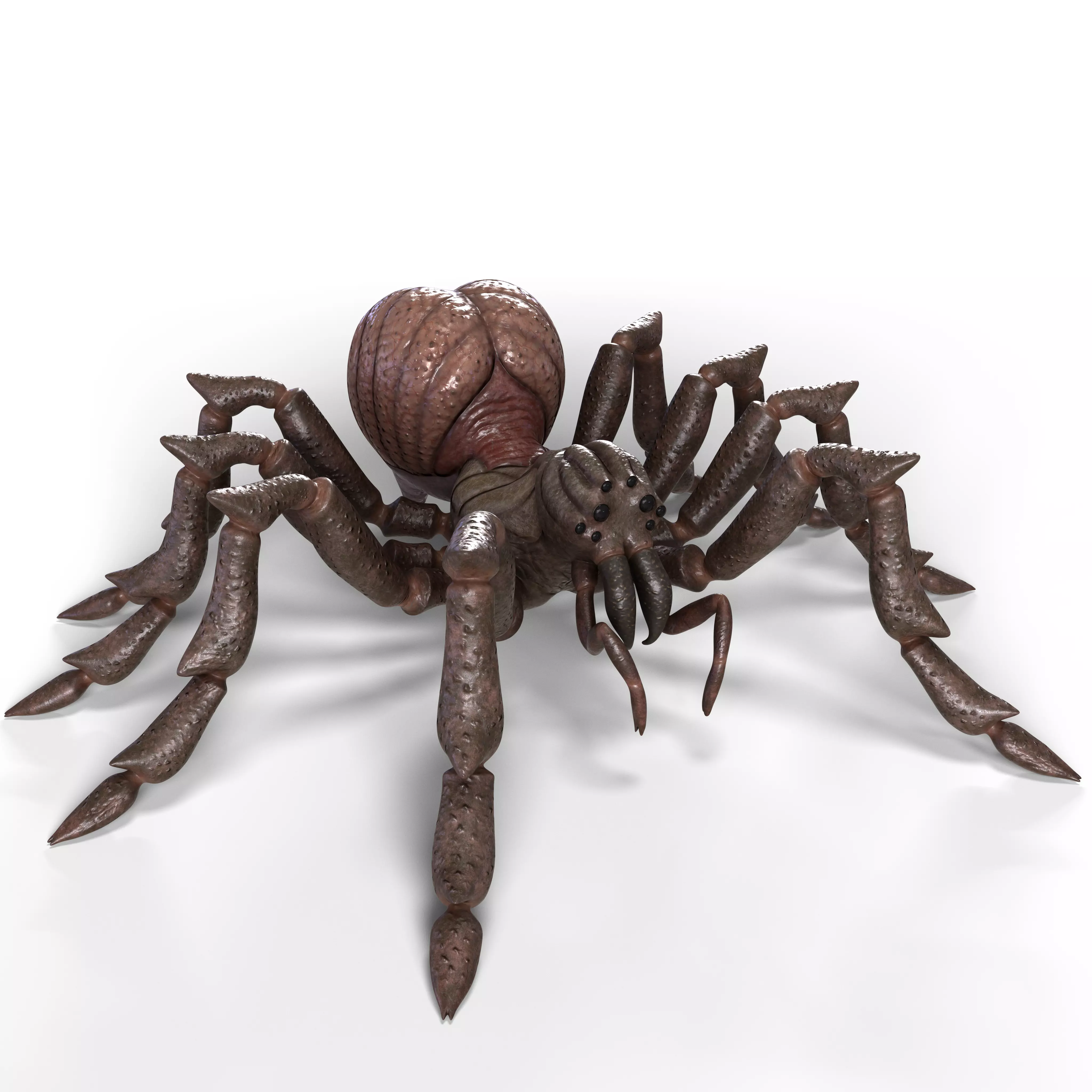 Spider Rigged and Animated Low-poly 3D model_0