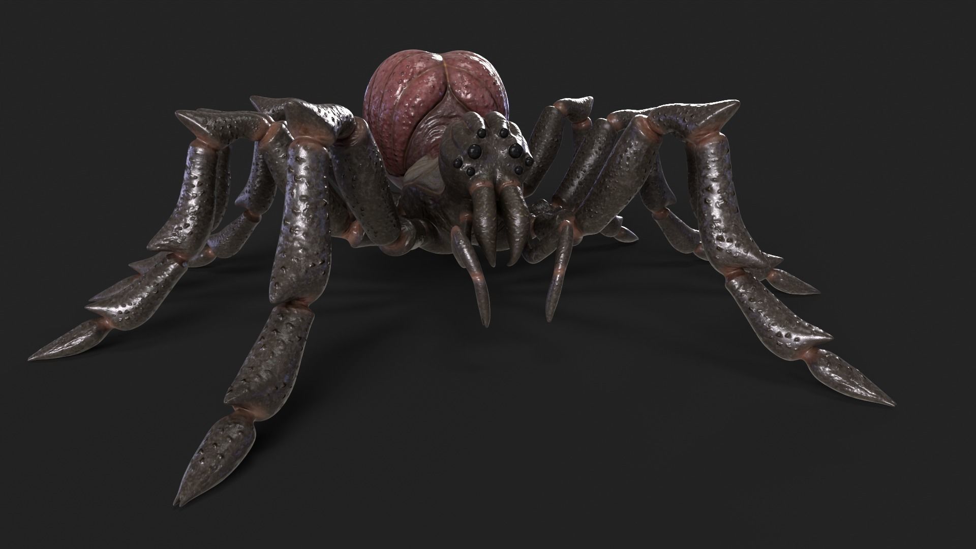 Spider Rigged and Animated Low-poly 3D model_16