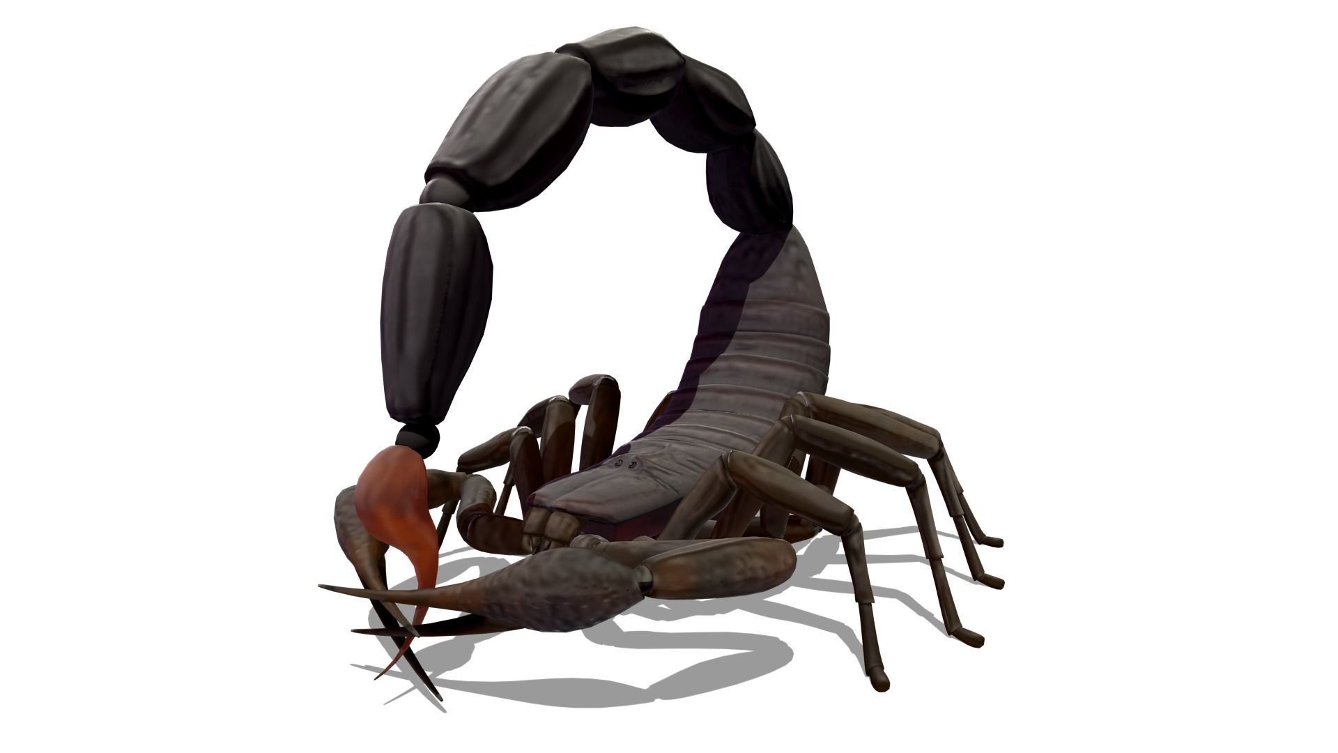 Transvaal Scorpion Free 3D model_3