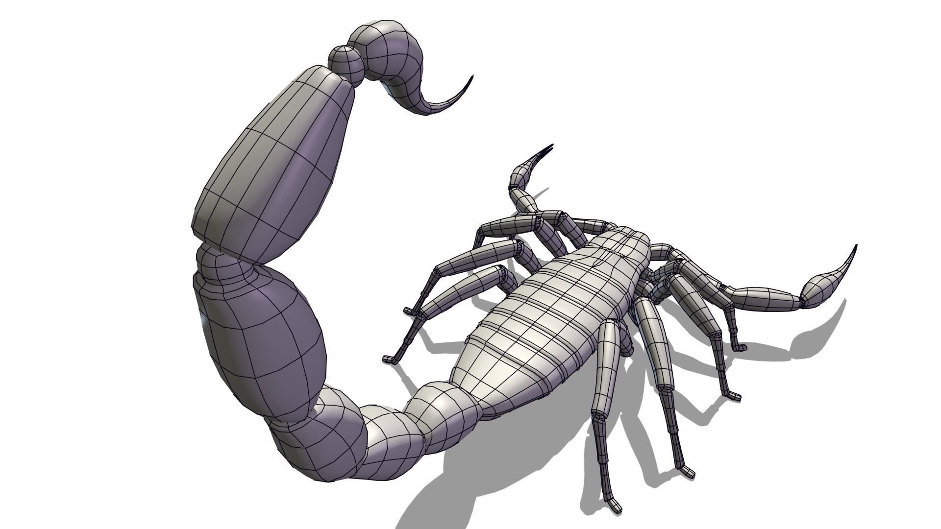 Transvaal Scorpion Free 3D model_6