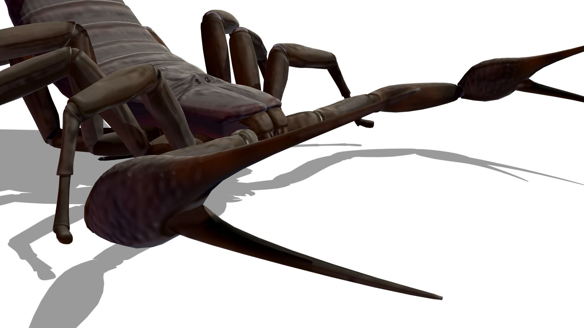 Transvaal Scorpion Free 3D model_7