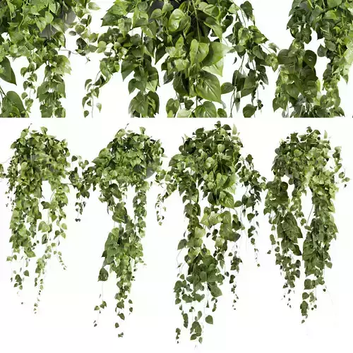 Collection plant vol 412 - pothos - hanging - ampelous 3D model