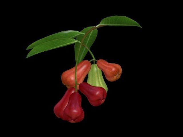 Collection Fruit Path6 Low-poly 3D model_3