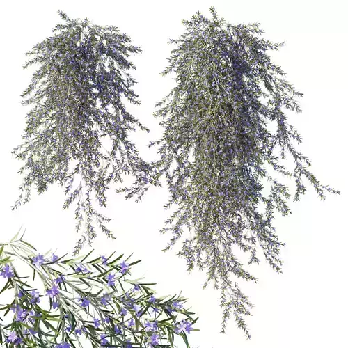 Vines rosemary