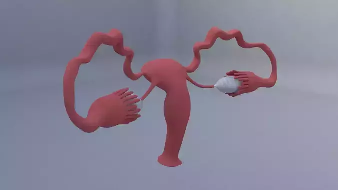 vigina uterus with ball in it