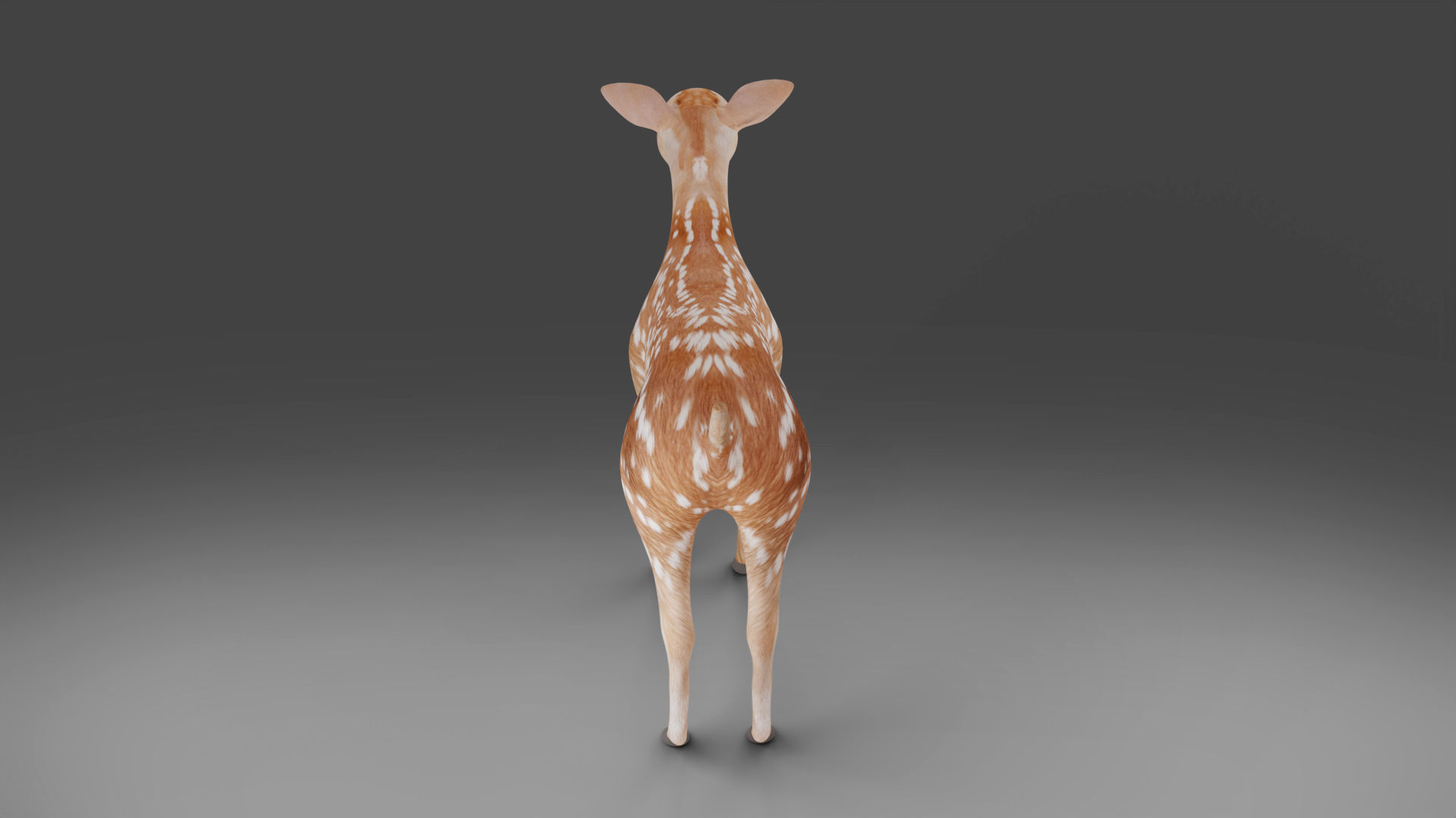 Fawn Deer Rigged and Animated Low-poly 3D model_5