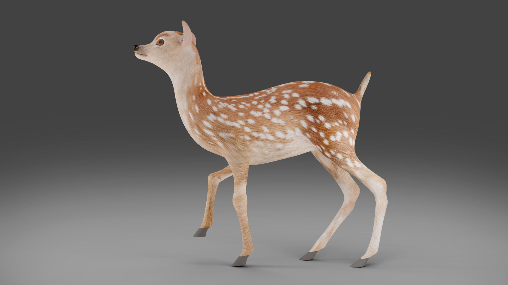 Fawn Deer Rigged and Animated Low-poly 3D model_4