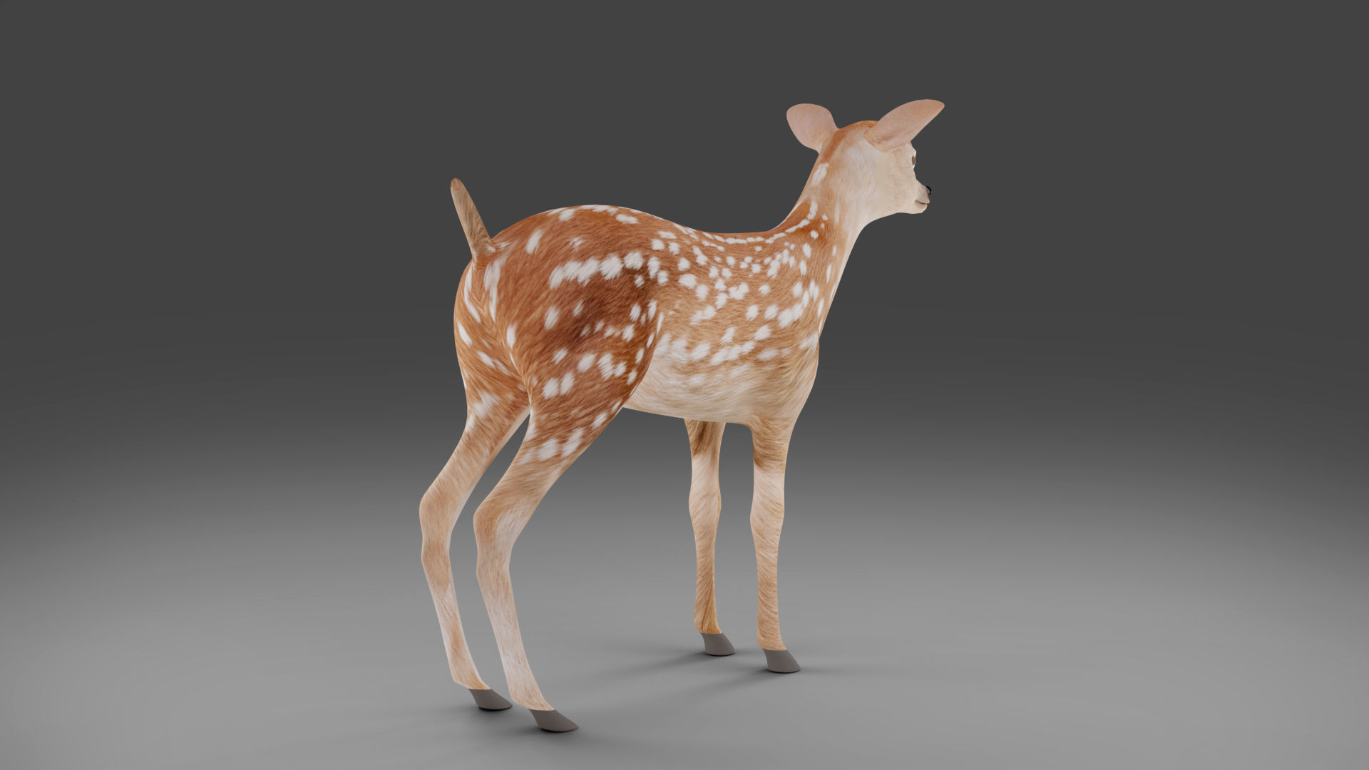 Fawn Deer Rigged and Animated Low-poly 3D model_10