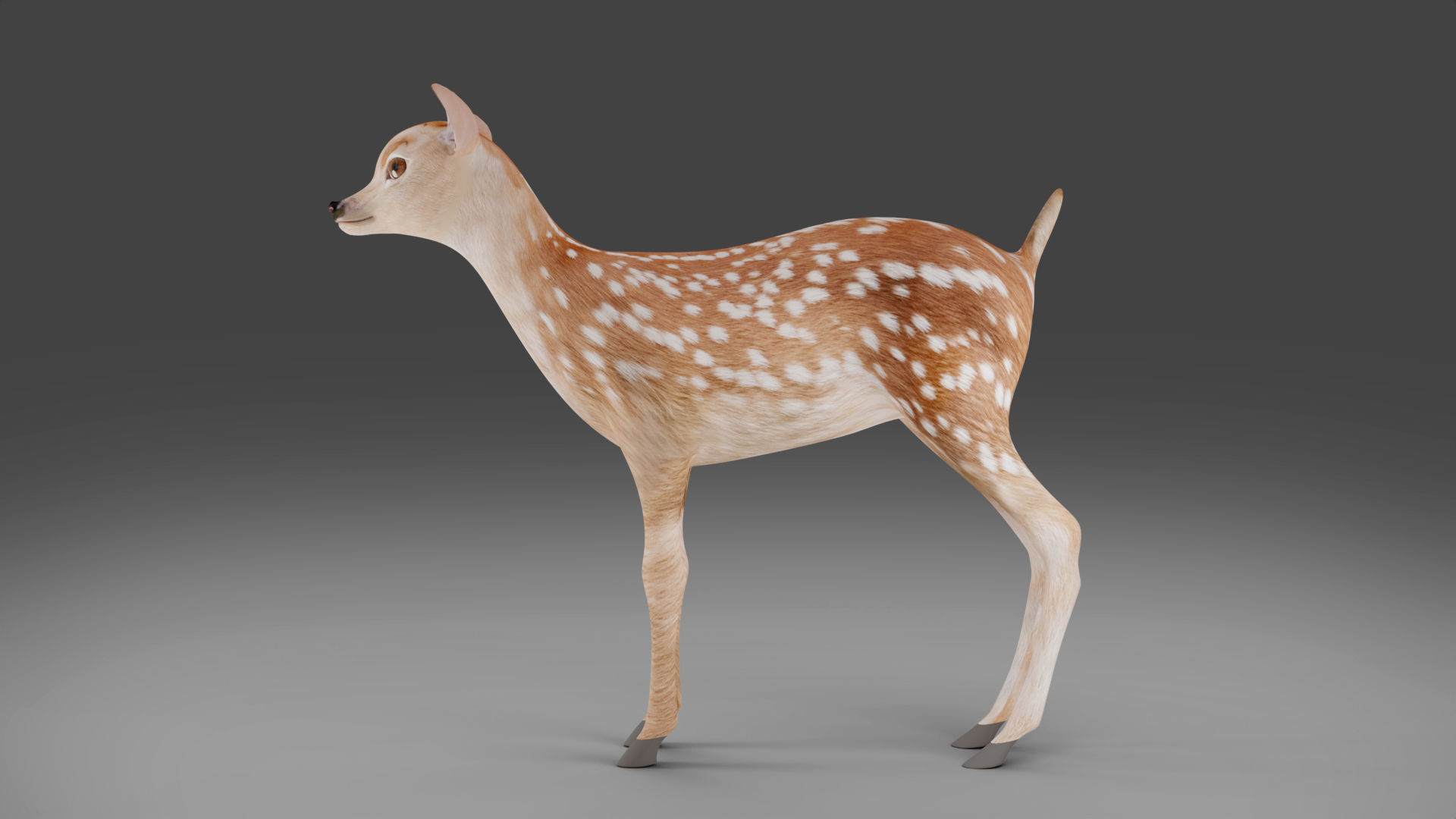 Fawn Deer Rigged and Animated Low-poly 3D model_8