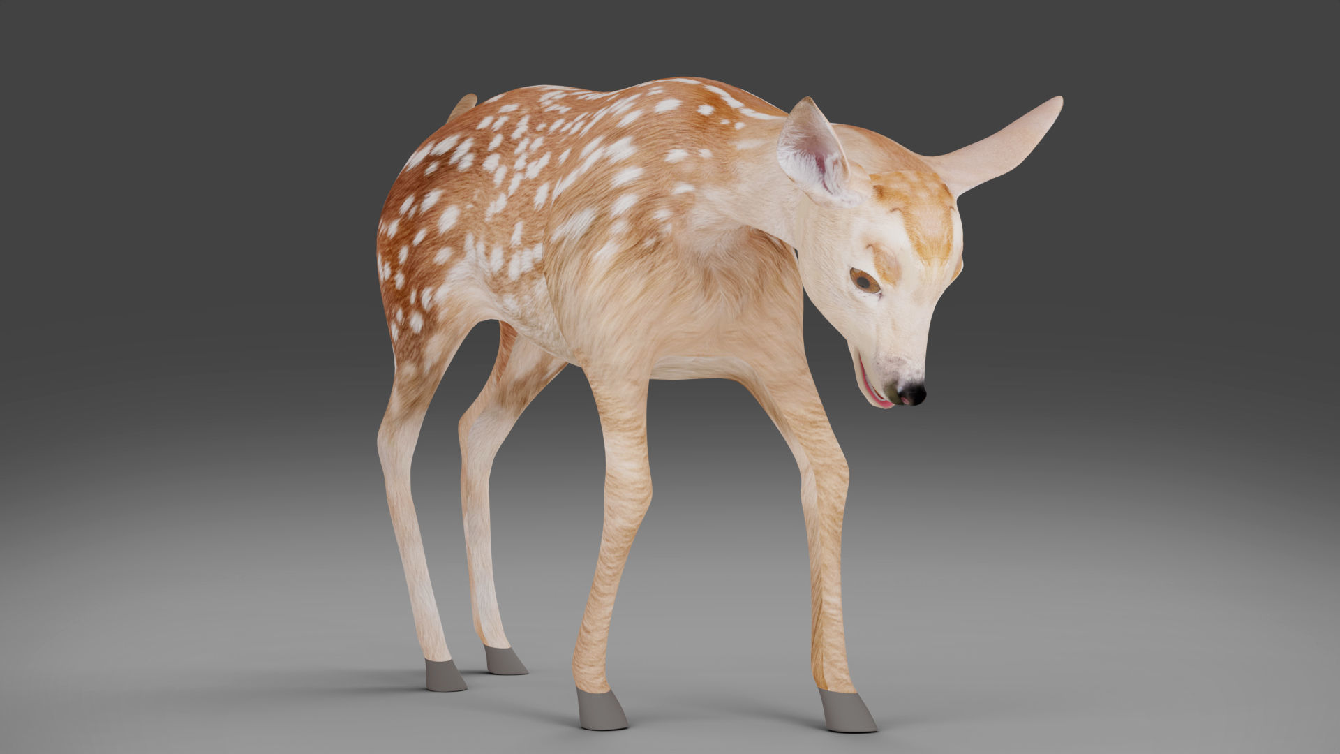 Fawn Deer Rigged and Animated Low-poly 3D model_6