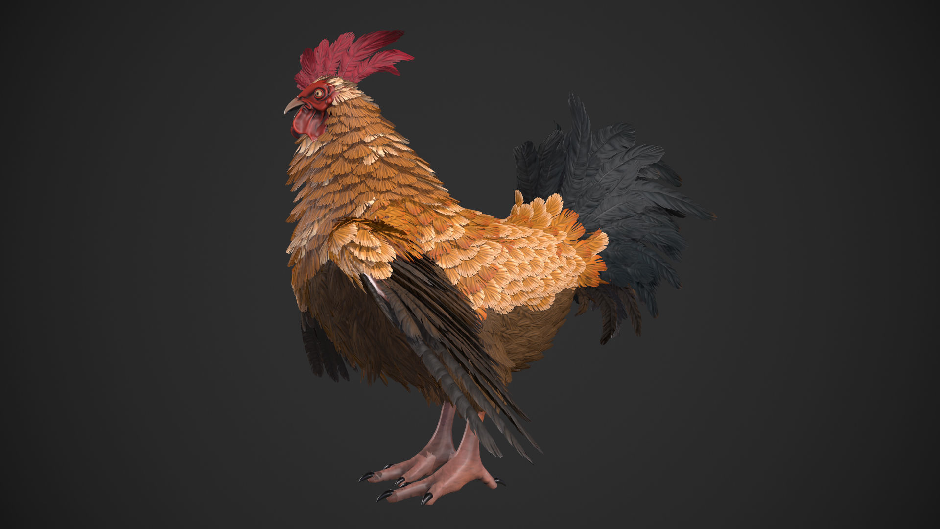 Chicken Rooster Low-poly 3D model_6