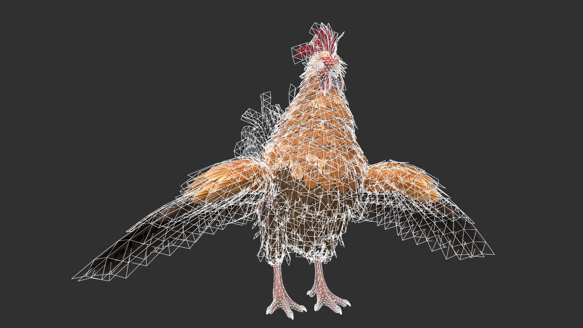 Chicken Rooster Low-poly 3D model_9