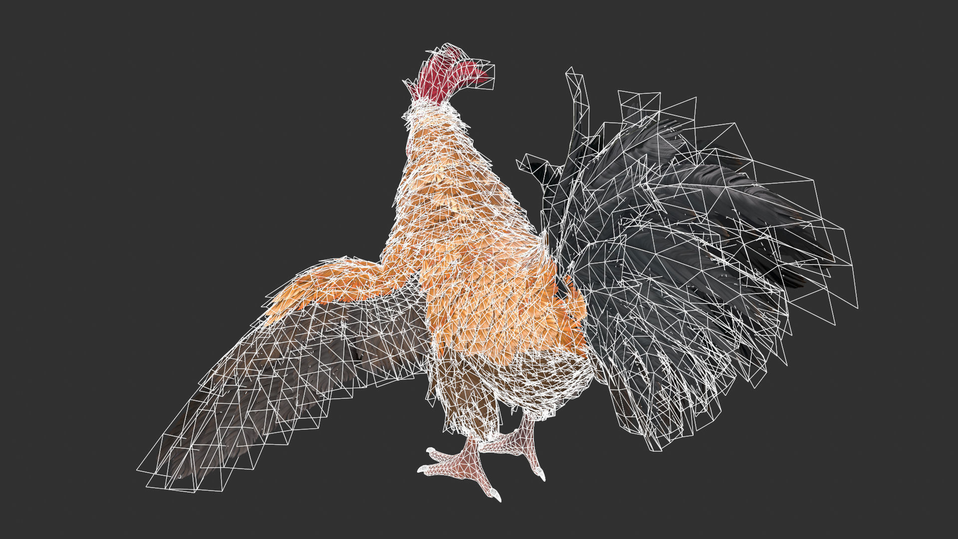 Chicken Rooster Low-poly 3D model_5