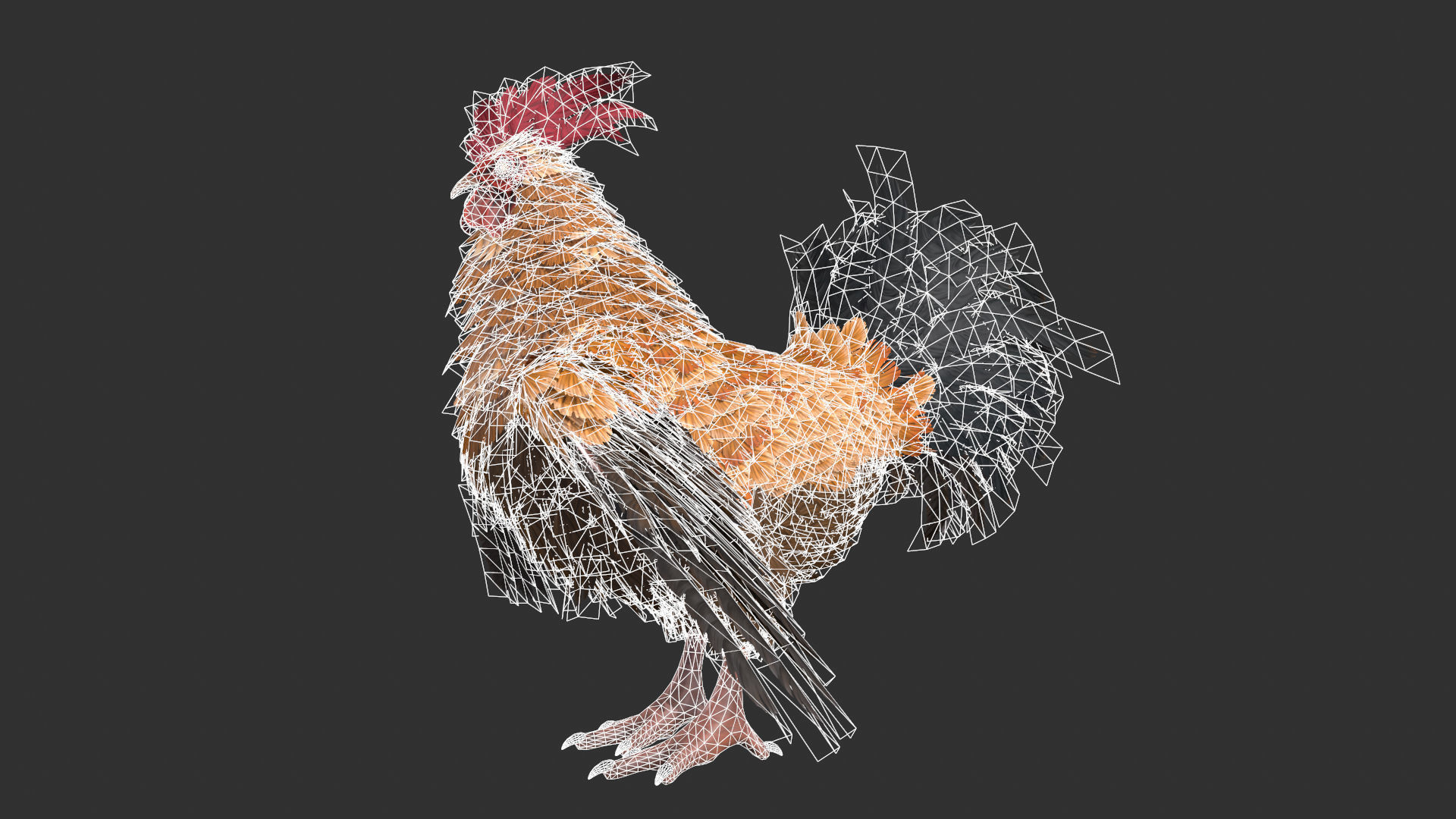 Chicken Rooster Low-poly 3D model_7
