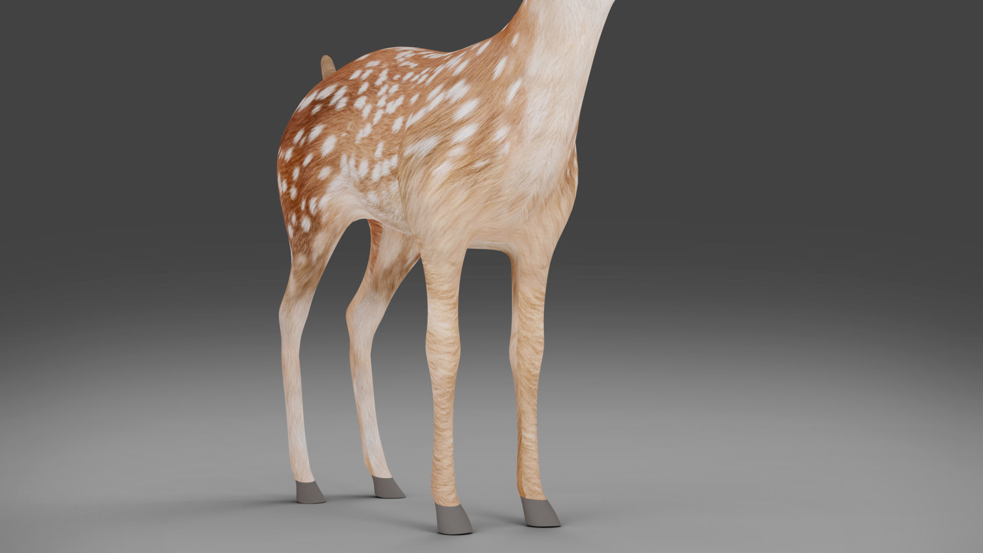 Fawn Deer Rigged V1 Low-poly 3D model_10