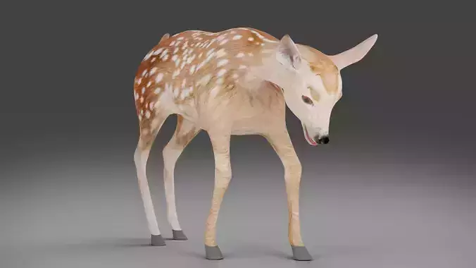 Fawn Deer Rigged V1 Low-poly 3D model