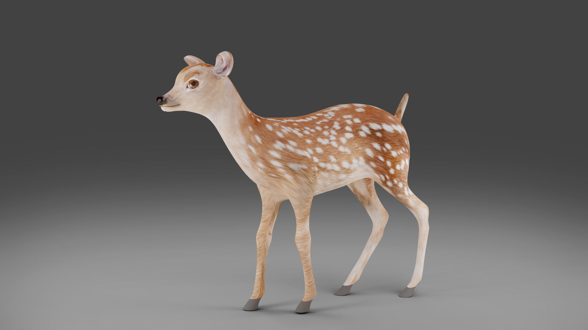 Fawn Deer Rigged V1 Low-poly 3D model_2