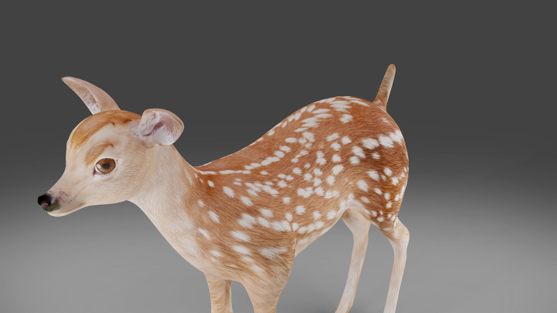 Fawn Deer Rigged V1 Low-poly 3D model_8