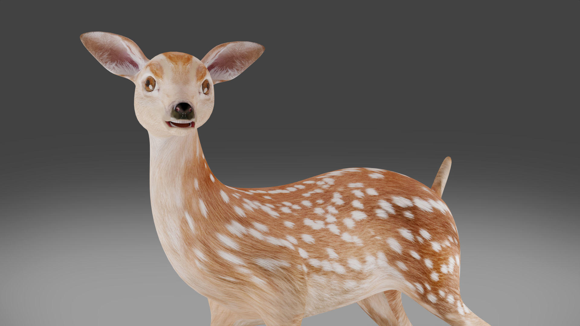 Fawn Deer Rigged V1 Low-poly 3D model_4