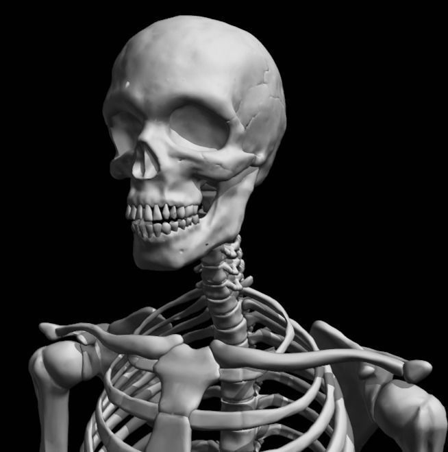 FULL SKELETON WITH SEPARATED MESHS 3D print model_7