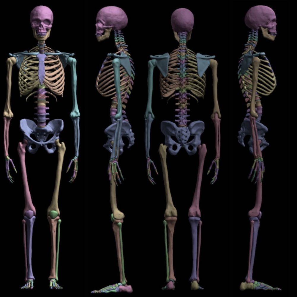FULL SKELETON WITH SEPARATED MESHS 3D print model_6