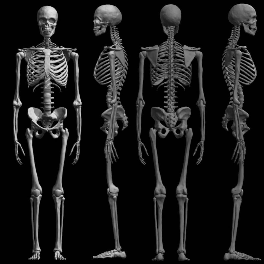 FULL SKELETON WITH SEPARATED MESHS 3D print model_5