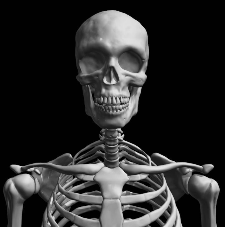 FULL SKELETON WITH SEPARATED MESHS 3D print model_8