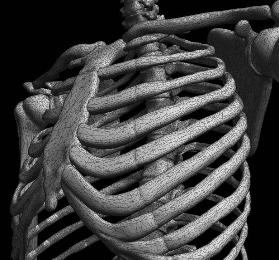 FULL SKELETON WITH SEPARATED MESHS 3D print model_13