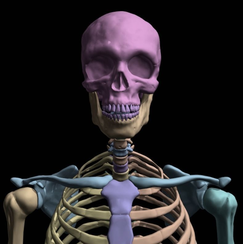 FULL SKELETON WITH SEPARATED MESHS 3D print model_9