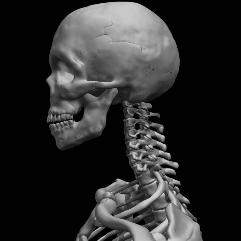 FULL SKELETON WITH SEPARATED MESHS 3D print model_10