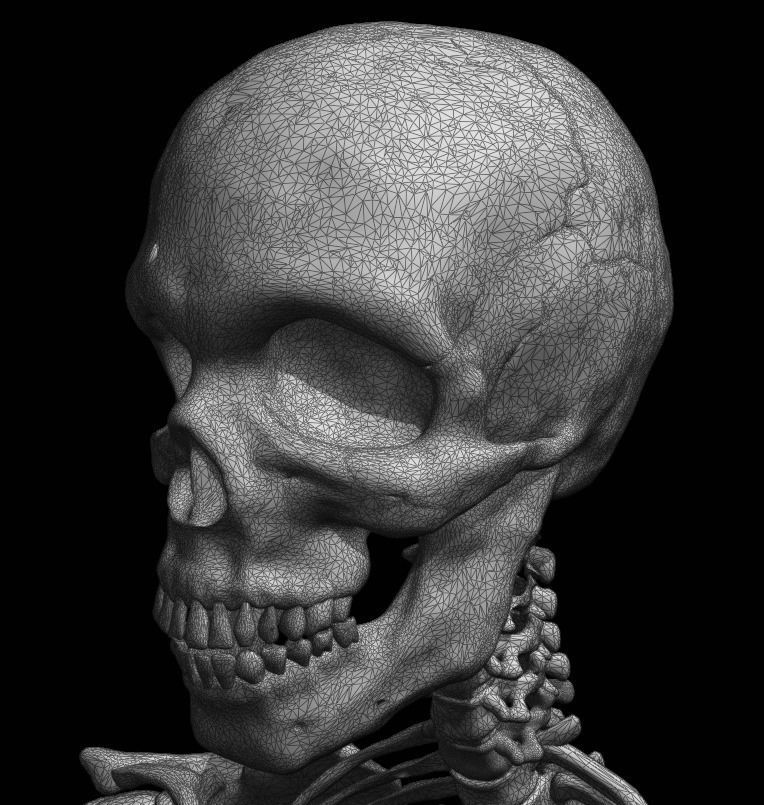 FULL SKELETON WITH SEPARATED MESHS 3D print model_12