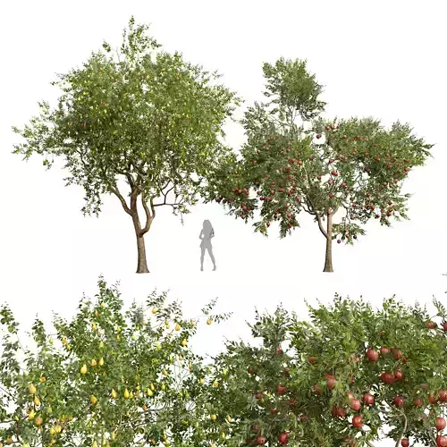New Plant Pear Pyrus Communis Red Punica Granatum Pomegranate 3D model
