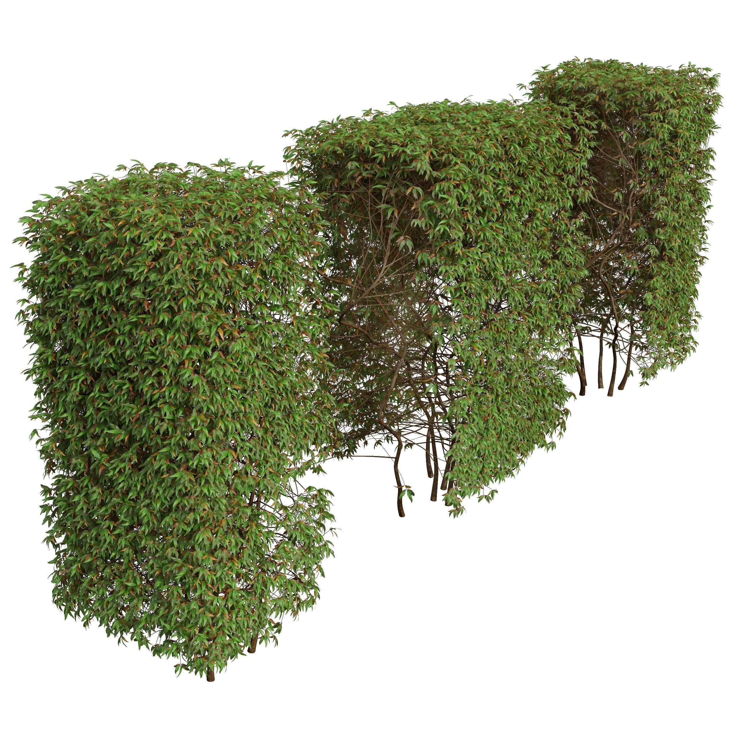 New Plant Pyrrosia Lingua Hedge Sphere Box Hedge 3D model_1