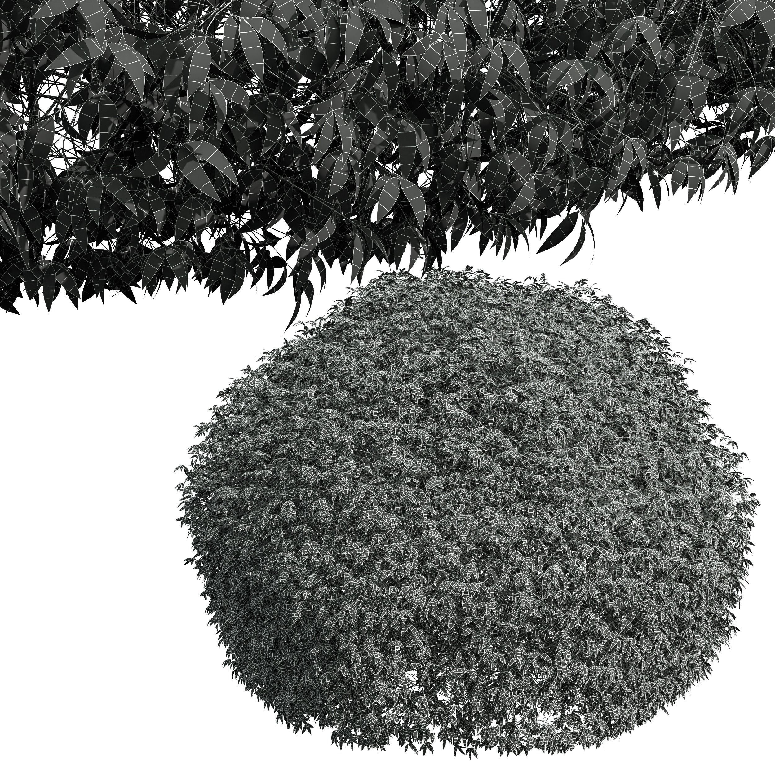 New Plant Pyrrosia Lingua Hedge Sphere Box Hedge 3D model_5