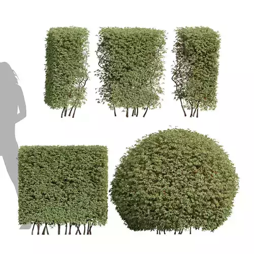New Plant Pyrrosia Lingua Hedge Sphere Box Hedge 3D model