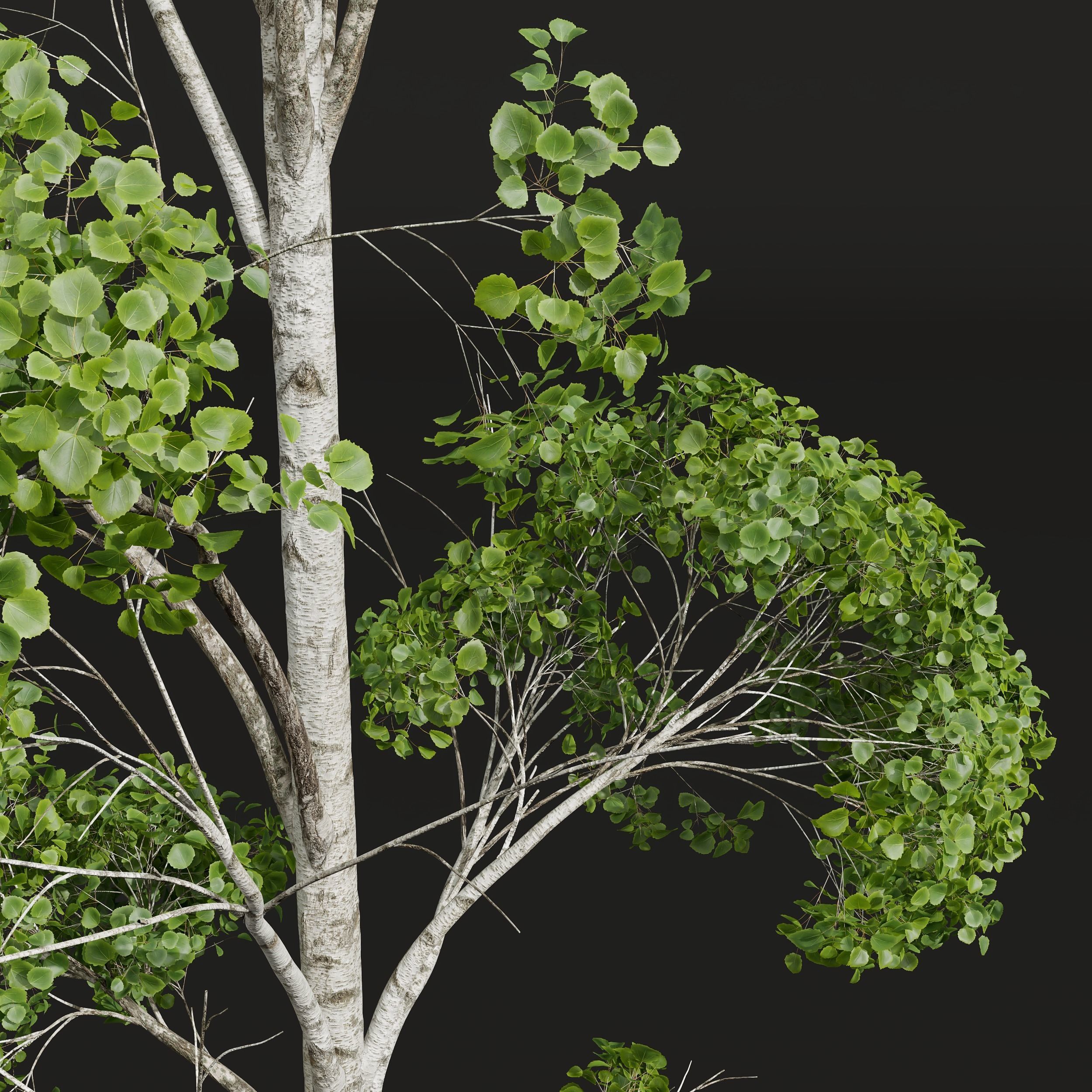 New Plant High detail Populus Tremuloides 2trees 3D model_1
