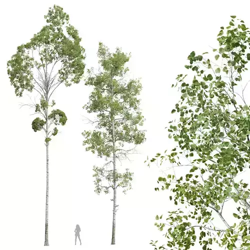 New Plant High detail Populus Tremuloides 2trees