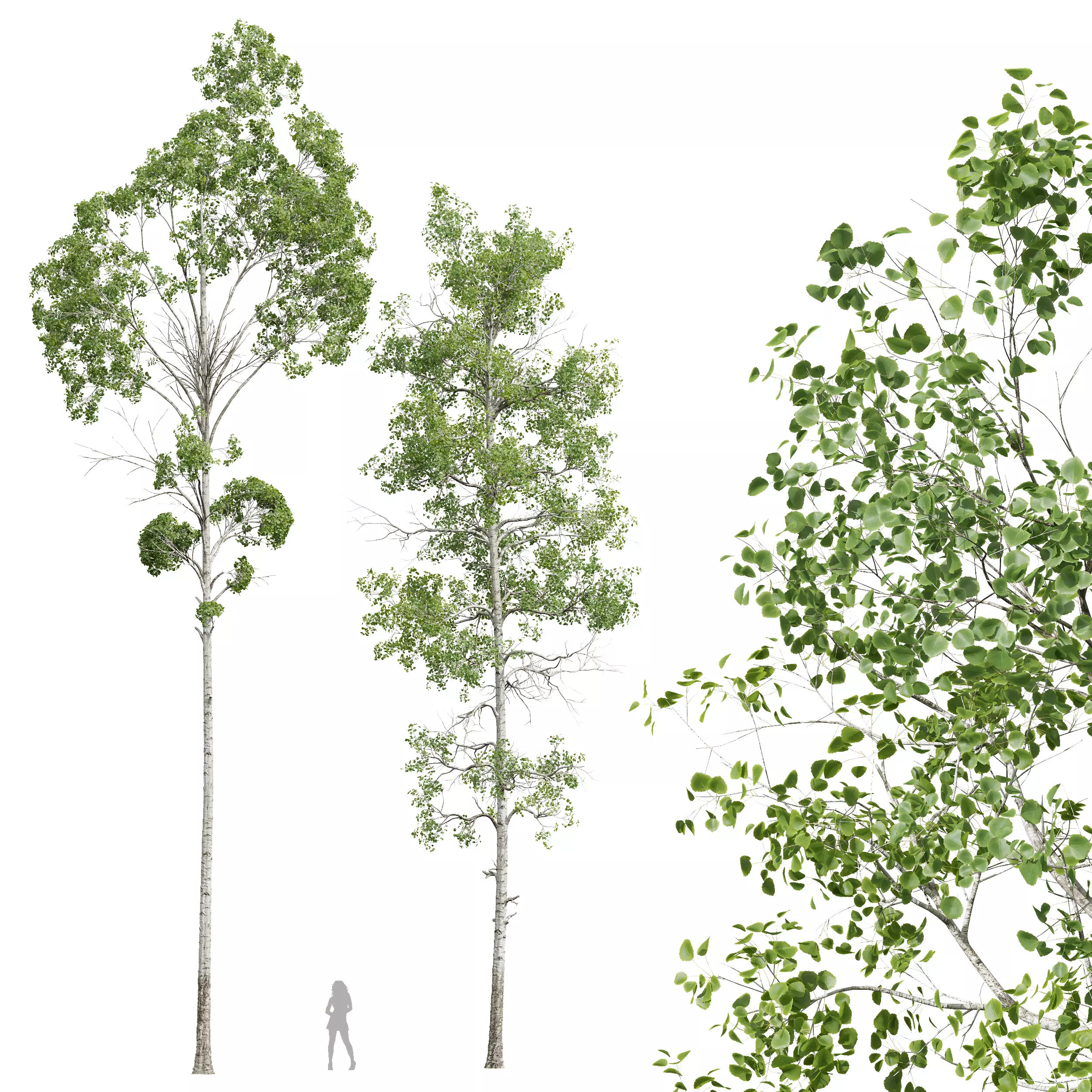 New Plant High detail Populus Tremuloides 2trees 3D model_0